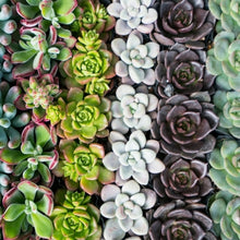 Succulent in Terracotta Pot